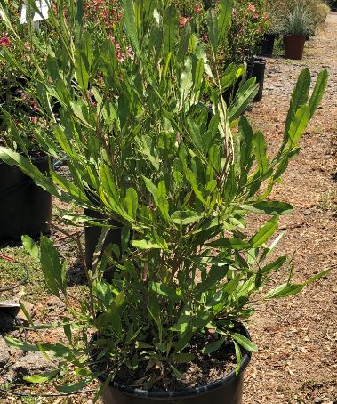 Green Hopseed Bush (Dodonea viscosa) 5 gallon - Nurseries Direct